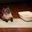 Cat on copper mat